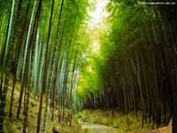 pochette album Tell me about the forest