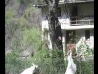 pochette album April again