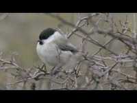 pochette album Take these chains from my heart