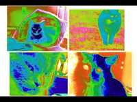 pochette album Flustered/hey tomcat