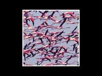 pochette album Geometric headdress