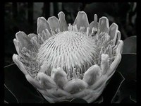 pochette album Griten al norte