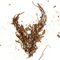 pochette album Not i