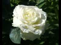 pochette album Any second now