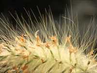 pochette album Macrovision