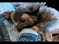 pochette album Hiding