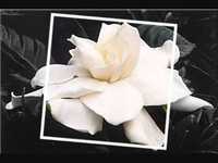 pochette album I cried for you