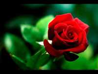 pochette album Frag den abendwind