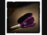 pochette album On a faded violet