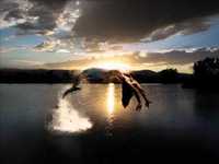 pochette album Neptune's daughter