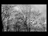 pochette album Sweden