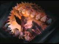 pochette album Circular logic