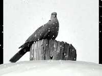 pochette album Bird that never flew