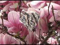 pochette album Fallin' in love again