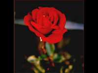 pochette album Senorita