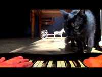 pochette album Cadavre exquis