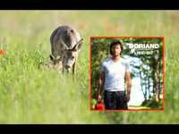 pochette album Le pardon du chevreuil