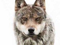 pochette album Secret faces