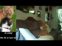 pochette album Just passing time