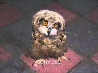 pochette album Bunty