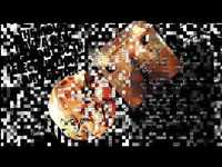 pochette album First movement