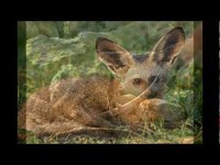 pochette album The fox