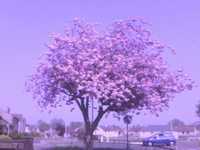 pochette album In her eyes