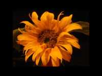 pochette album Leave your footprint on my heart