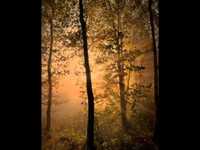 pochette album Wassergeister: waldpoesie