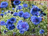 pochette album Cornflower blue