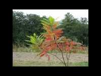 pochette album La flor y tu amor