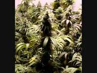 pochette album Jardín del olvido