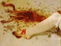 pochette album Ondine