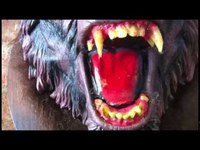 pochette album Fire at the pageant