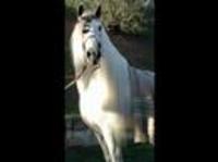 pochette album Damelo