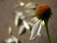 pochette album Ti sto