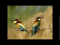 pochette album J'ai pas trouvé la fille qui me fermera les yeux