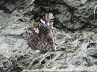 pochette album No waiting for the peanuts to dissolve