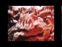 pochette album The adventures of greggery peccary