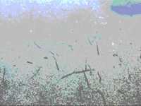 pochette album Tuna fish promenade