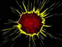 pochette album Spider web