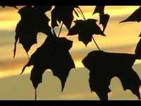 pochette album Success is in your hands