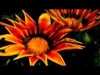 pochette album Liebe ist mehr als ein wort