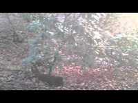 pochette album Dizzy