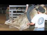 pochette album Rodeo