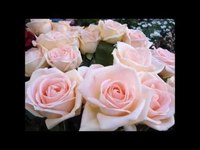 pochette album Bouquet of roses