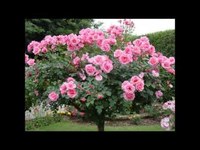 pochette album By the river of the roses