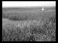 pochette album Cheval cheval