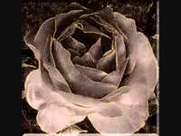 pochette album Fauvette