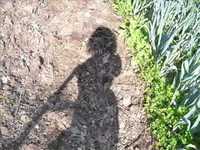 pochette album Je me passe de vous